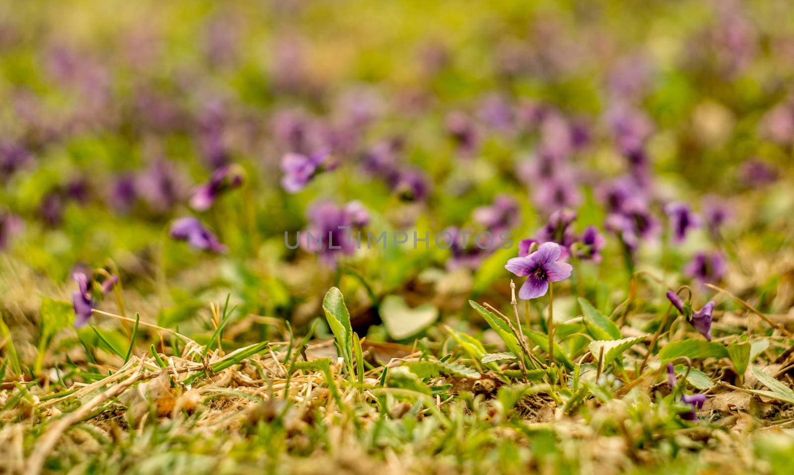 purple flowers on the green lawn by Desperada