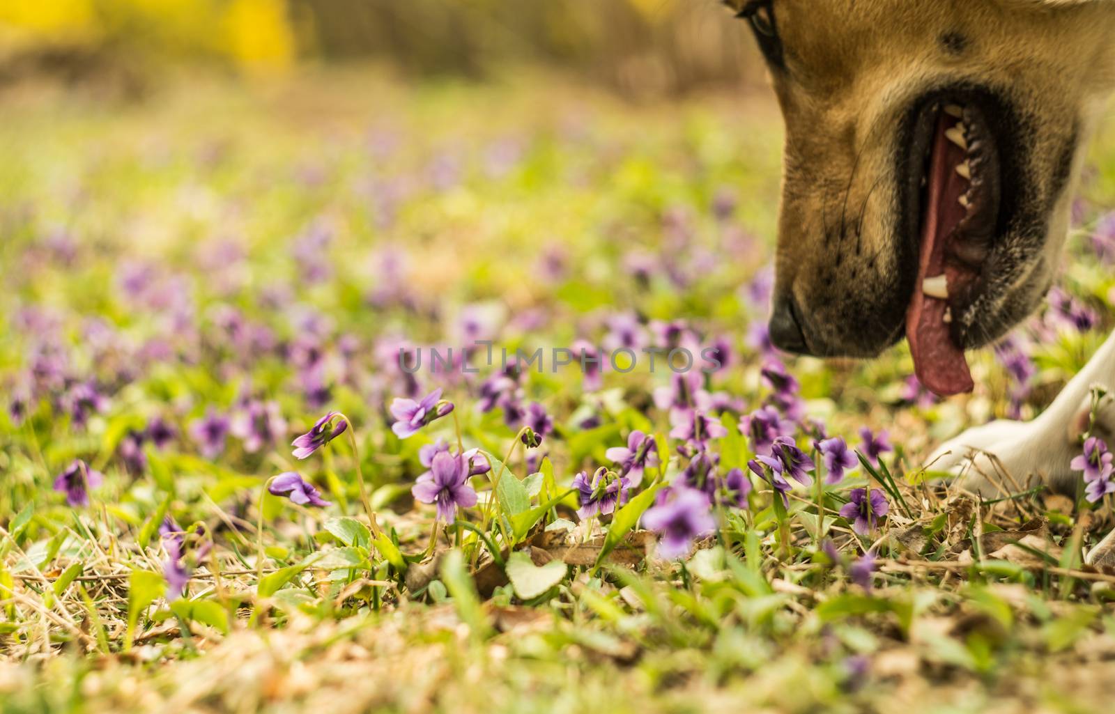 a dog smells purple spring flowers on a lawn