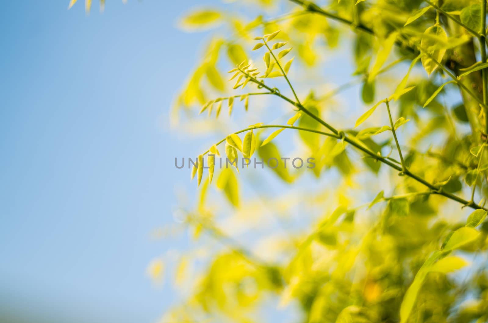 fresh young green leaves on sky background by Desperada