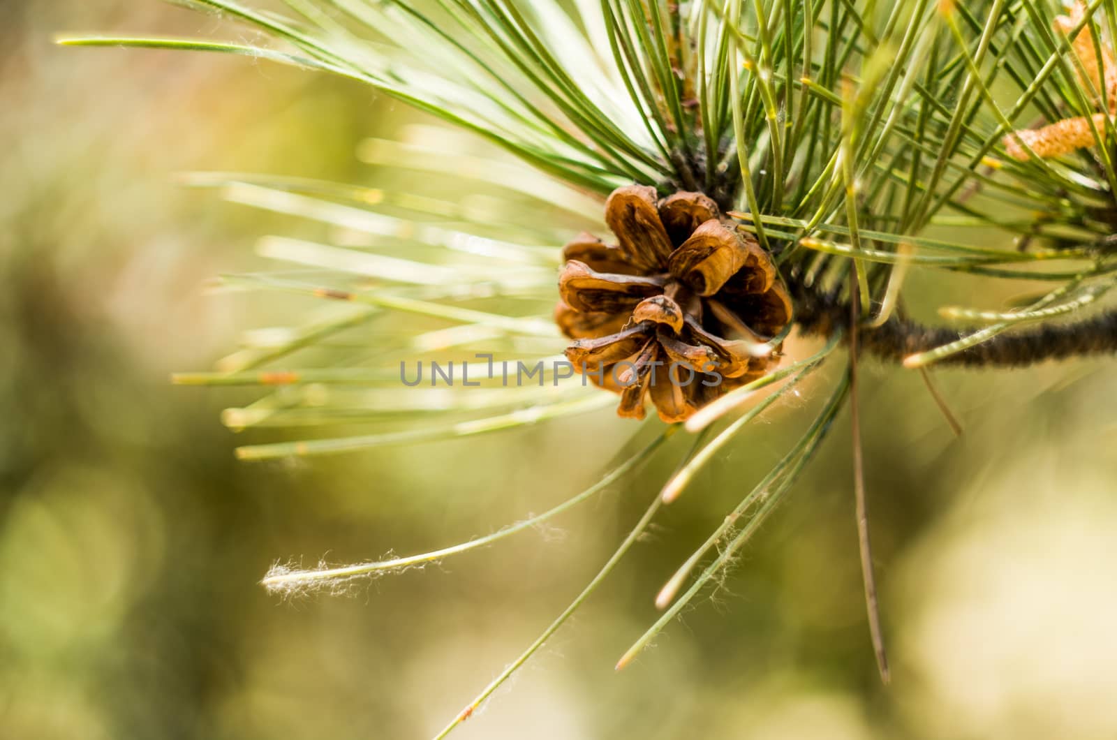 fir-cone on a pine tree by Desperada
