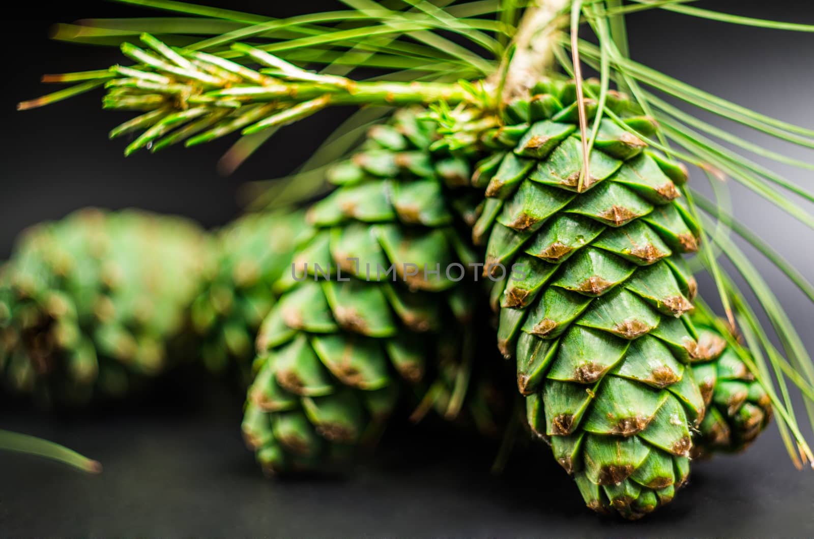 green fir cones on the black background