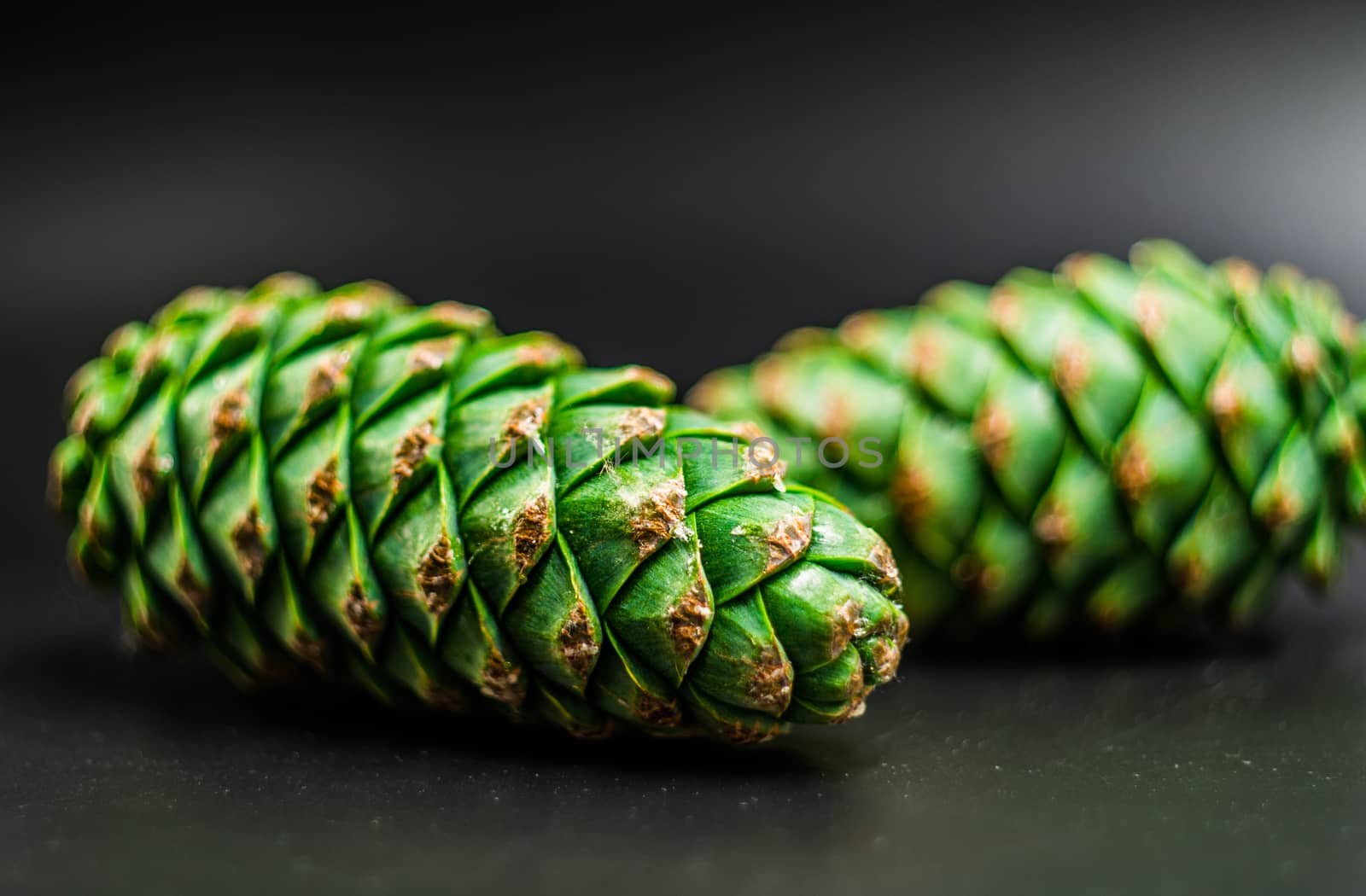 green fir cones on the black background by Desperada