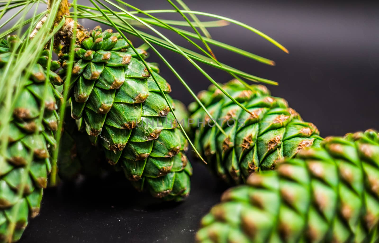 green fir cones on the black background by Desperada