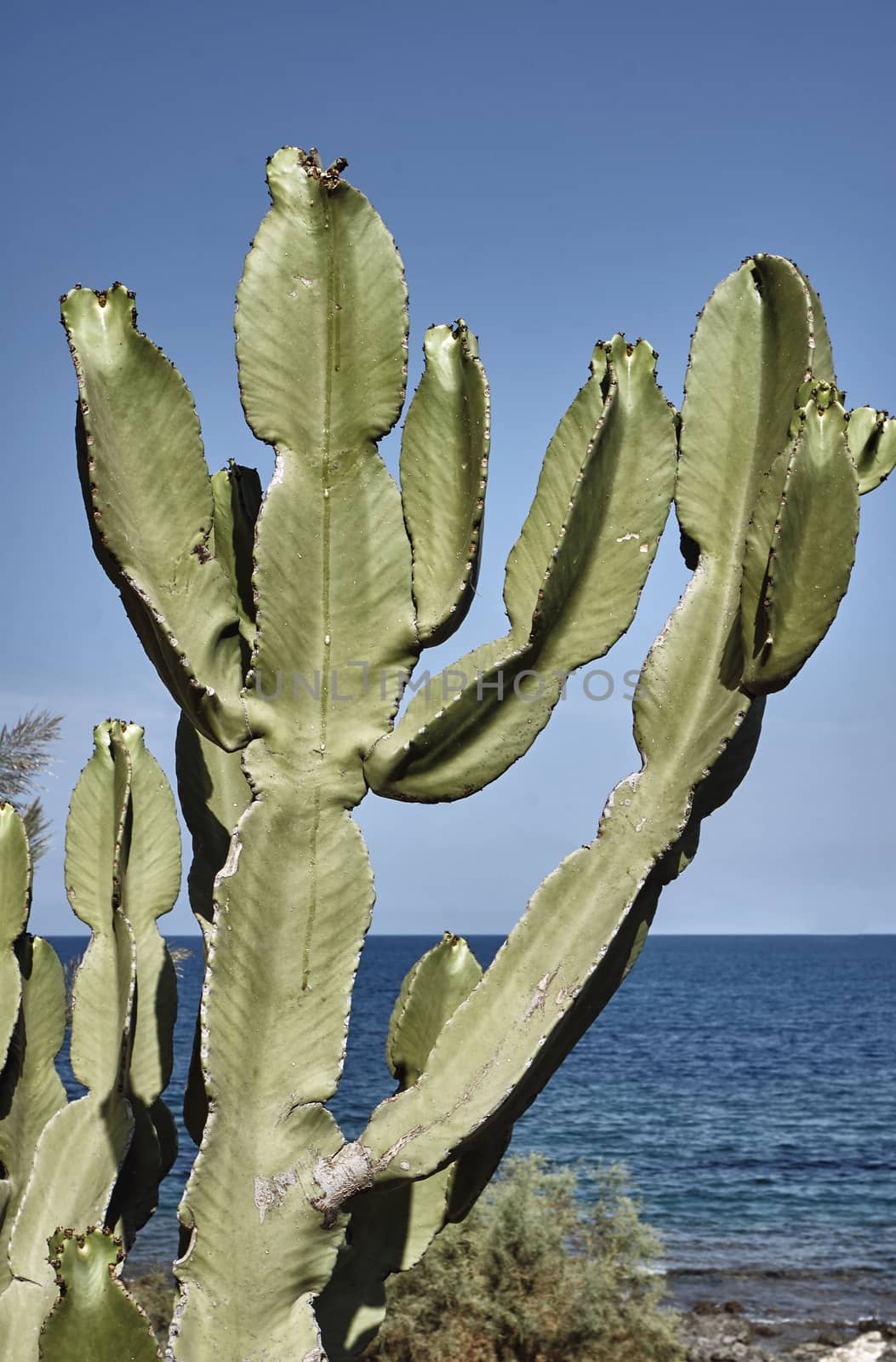 Prickly Pear Cactus growing on the sea on the island of Crete