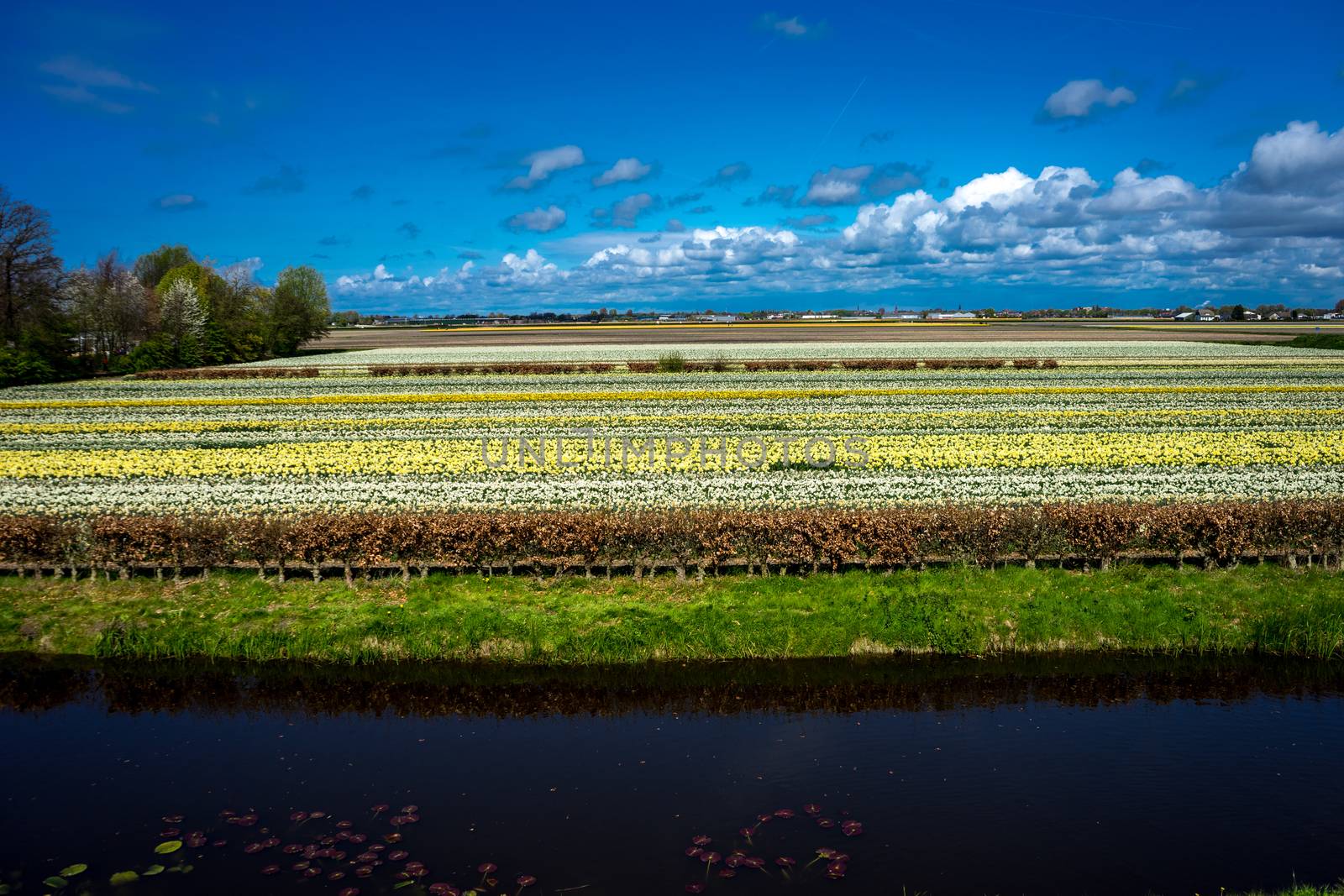 Beautiful colourful tulip flowers with beautiful background on a spring day in Lisse, Tulip gardens, Netherlands, Europe