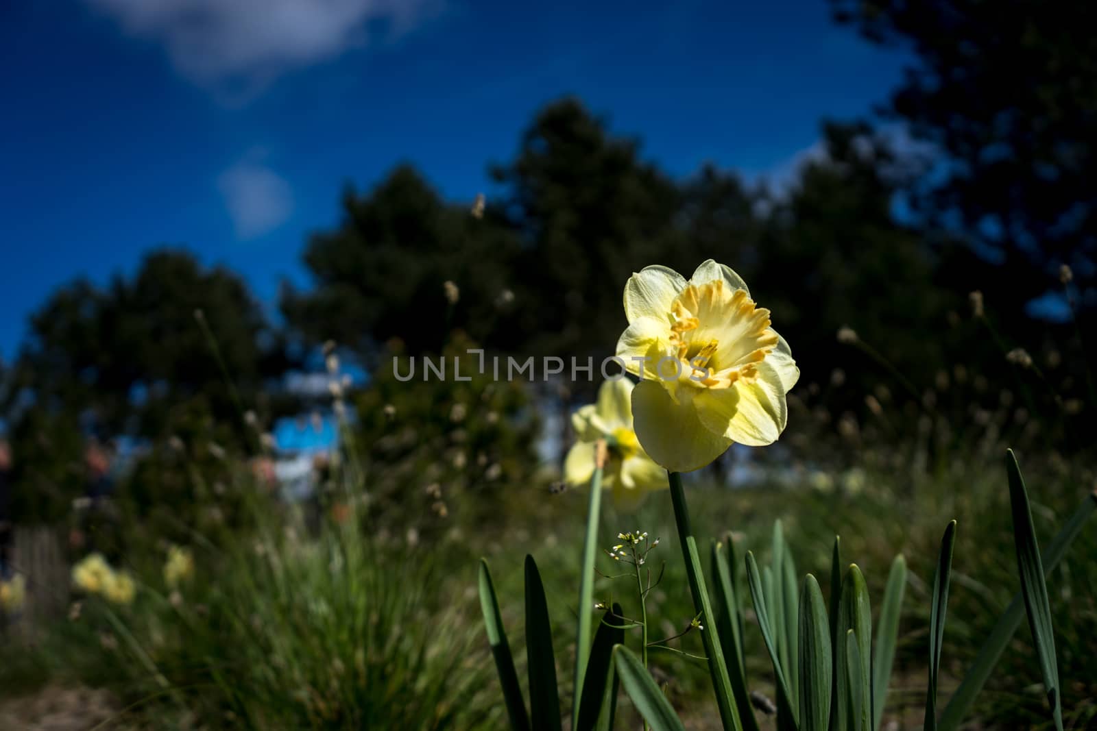 Colourful Tulips with a beautiful background by ramana16