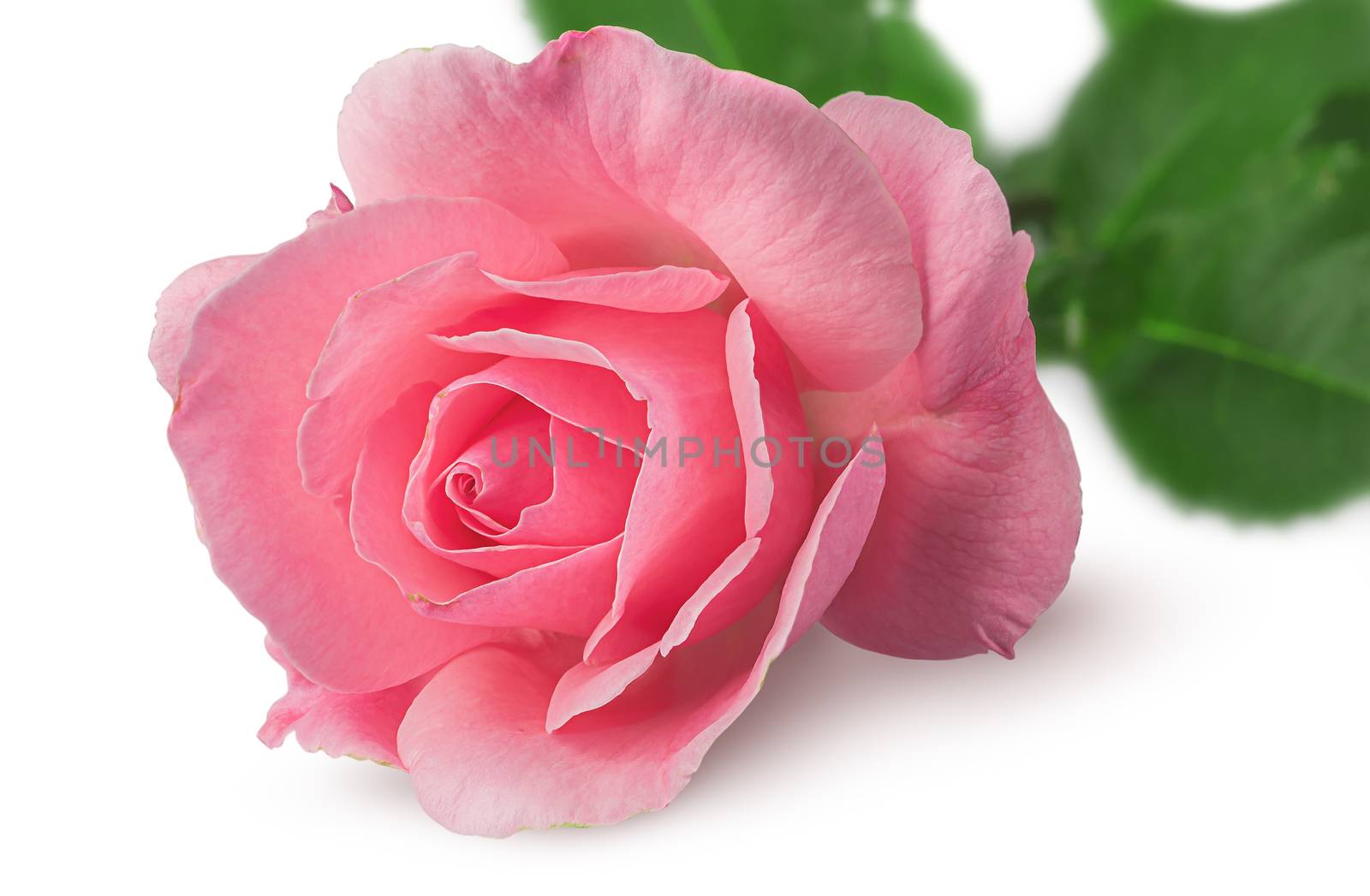 Closeup of rose flower rotated isolated on white background