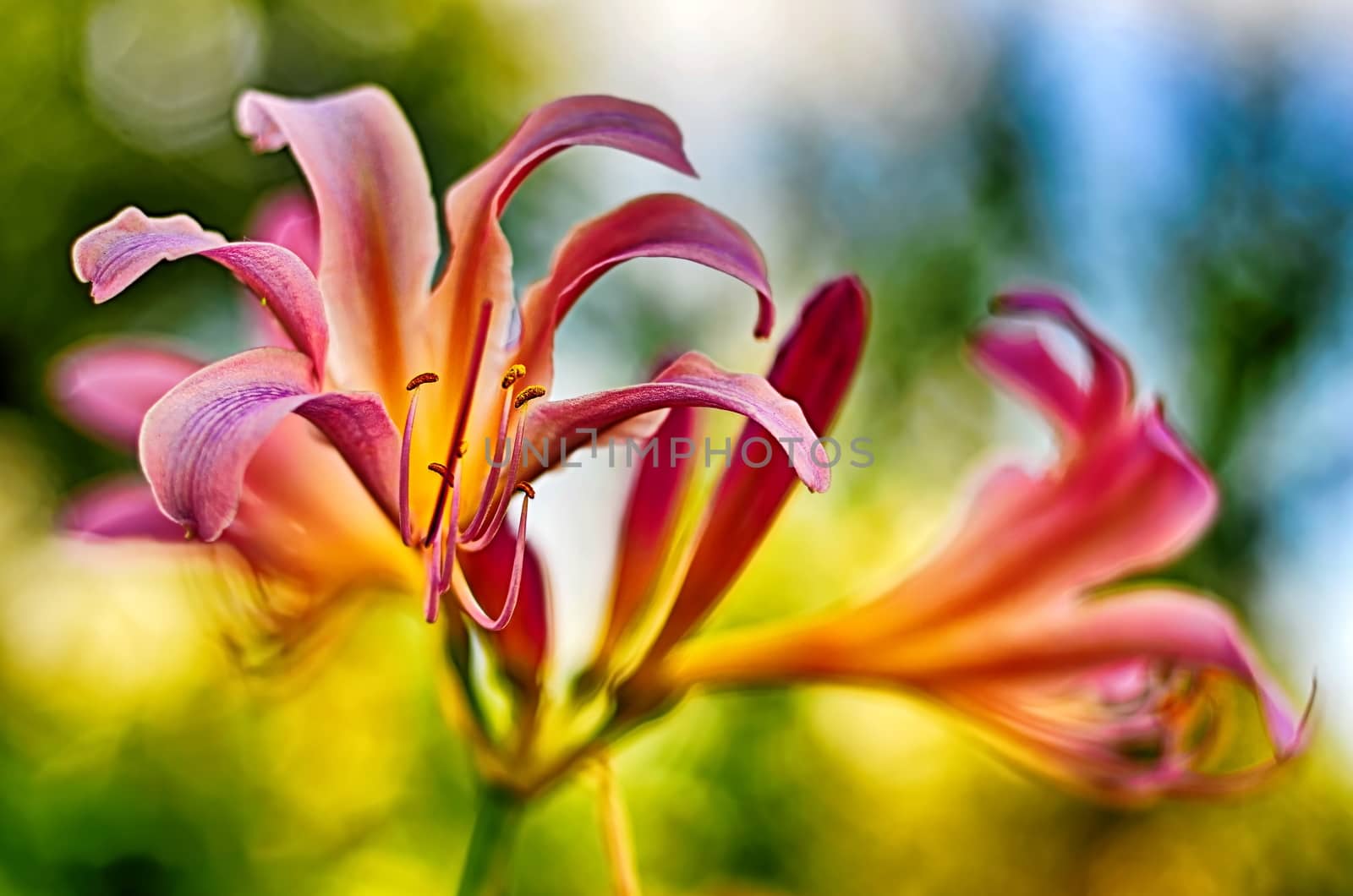 Lily Flower and colorful background - Day lilies