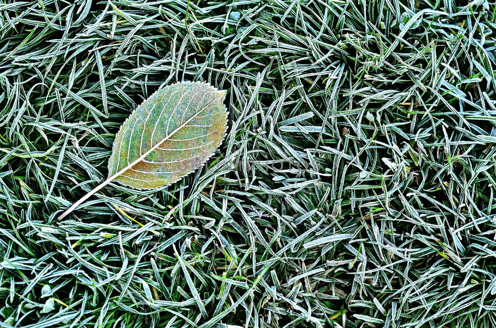 Fallen leaf on the grass with frost.