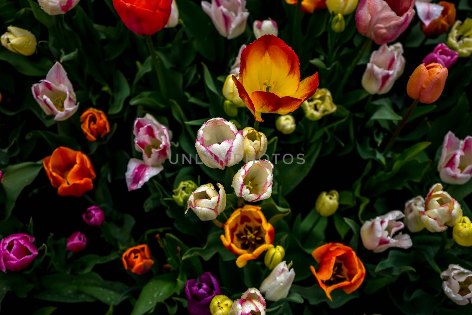 Beautiful colourful tulip flowers with beautiful background on a spring day in Lisse, Tulip gardens, Netherlands, Europe