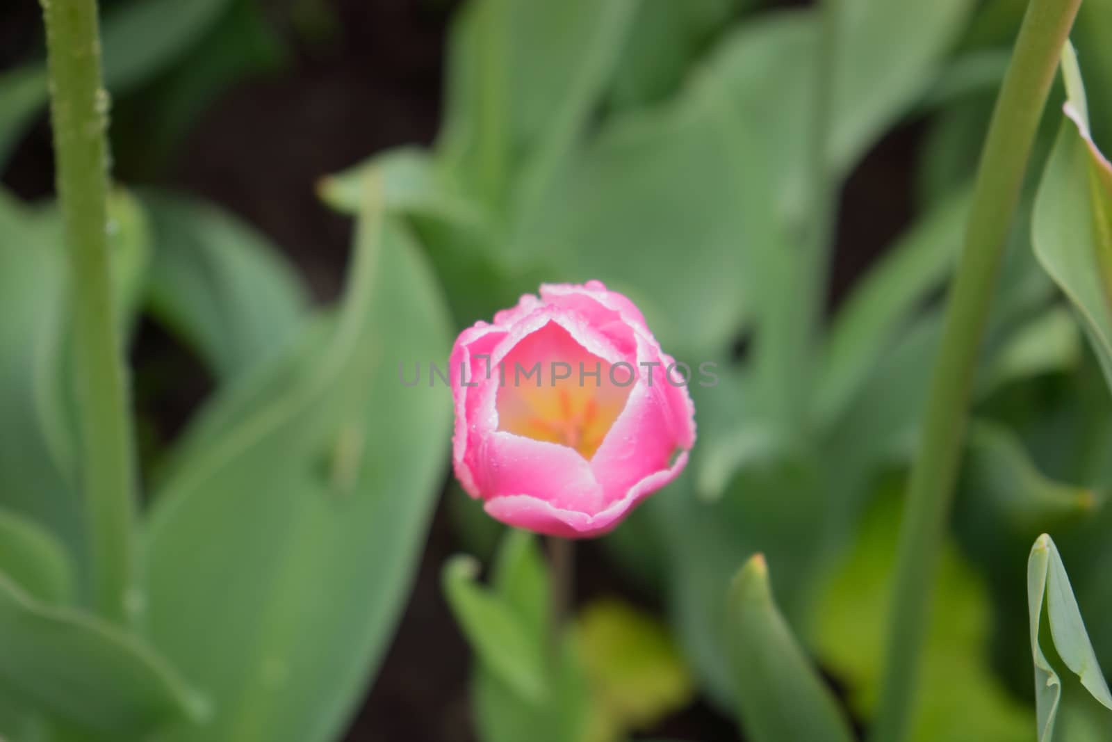 Colourful Tulips with a beautiful background by ramana16