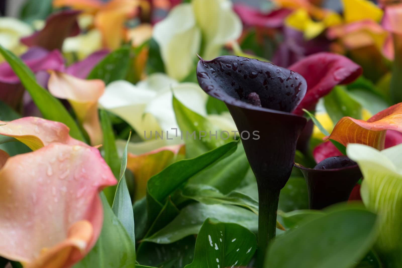 Colourful Tulips with a beautiful background by ramana16