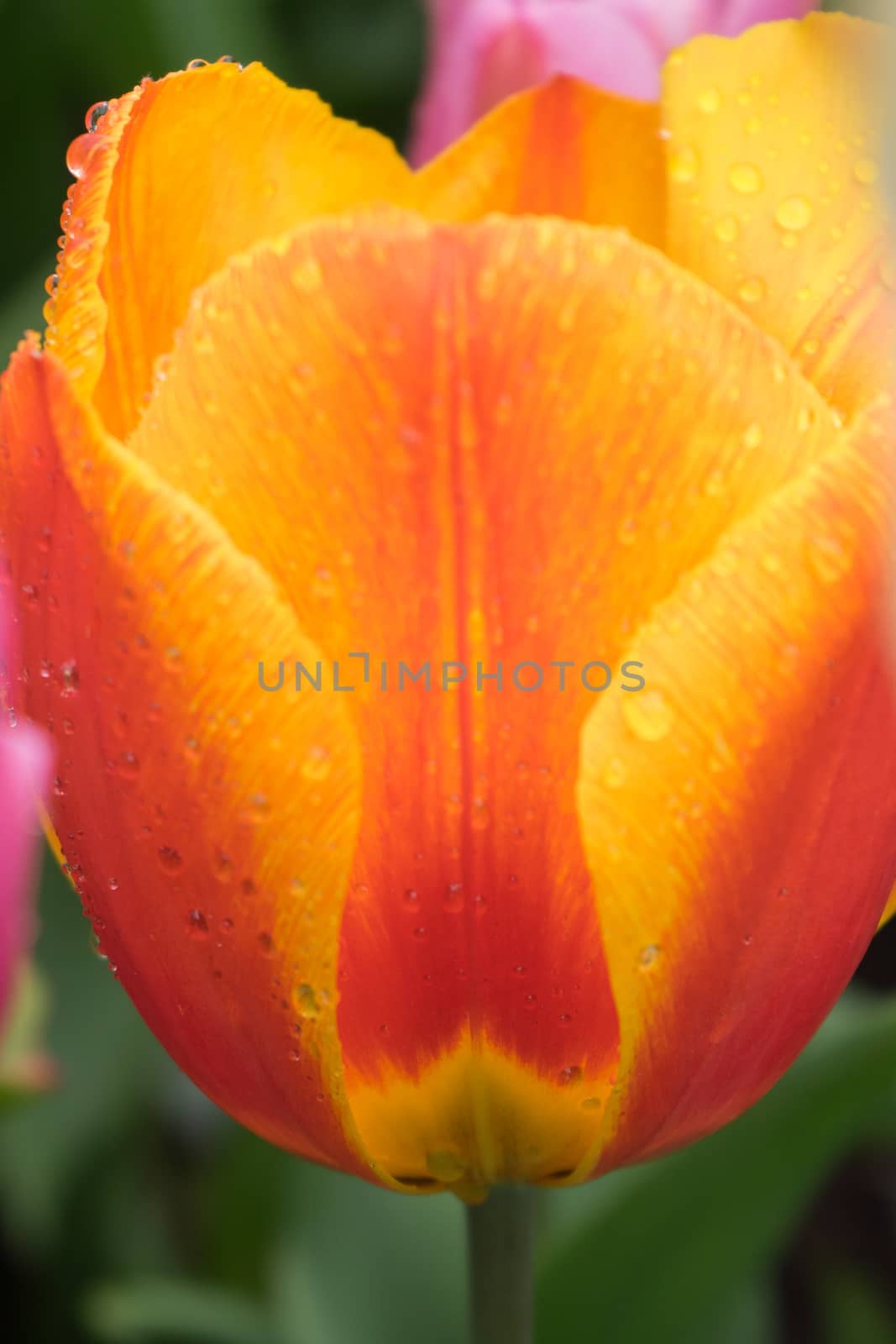 Beautiful colourful tulip flowers with beautiful background on a spring day in Lisse, Tulip gardens, Netherlands, Europe