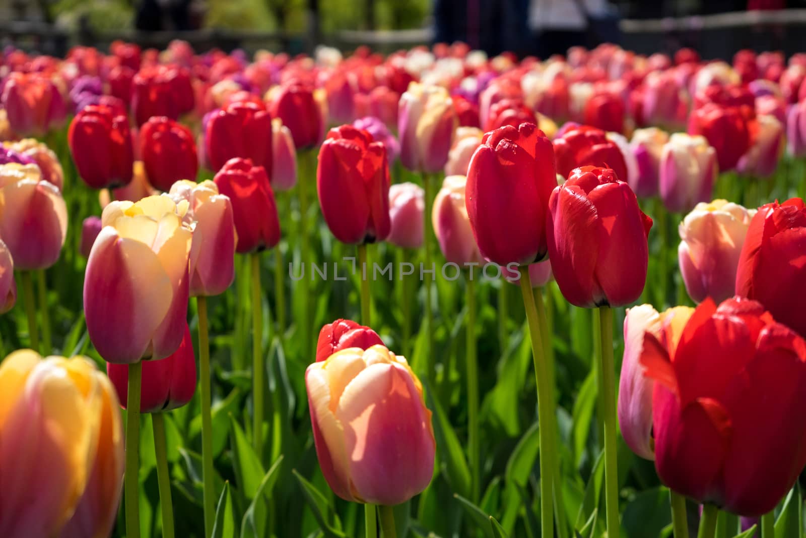 Beautiful colourful tulip flowers with beautiful background on a spring day in Lisse, Tulip gardens, Netherlands, Europe