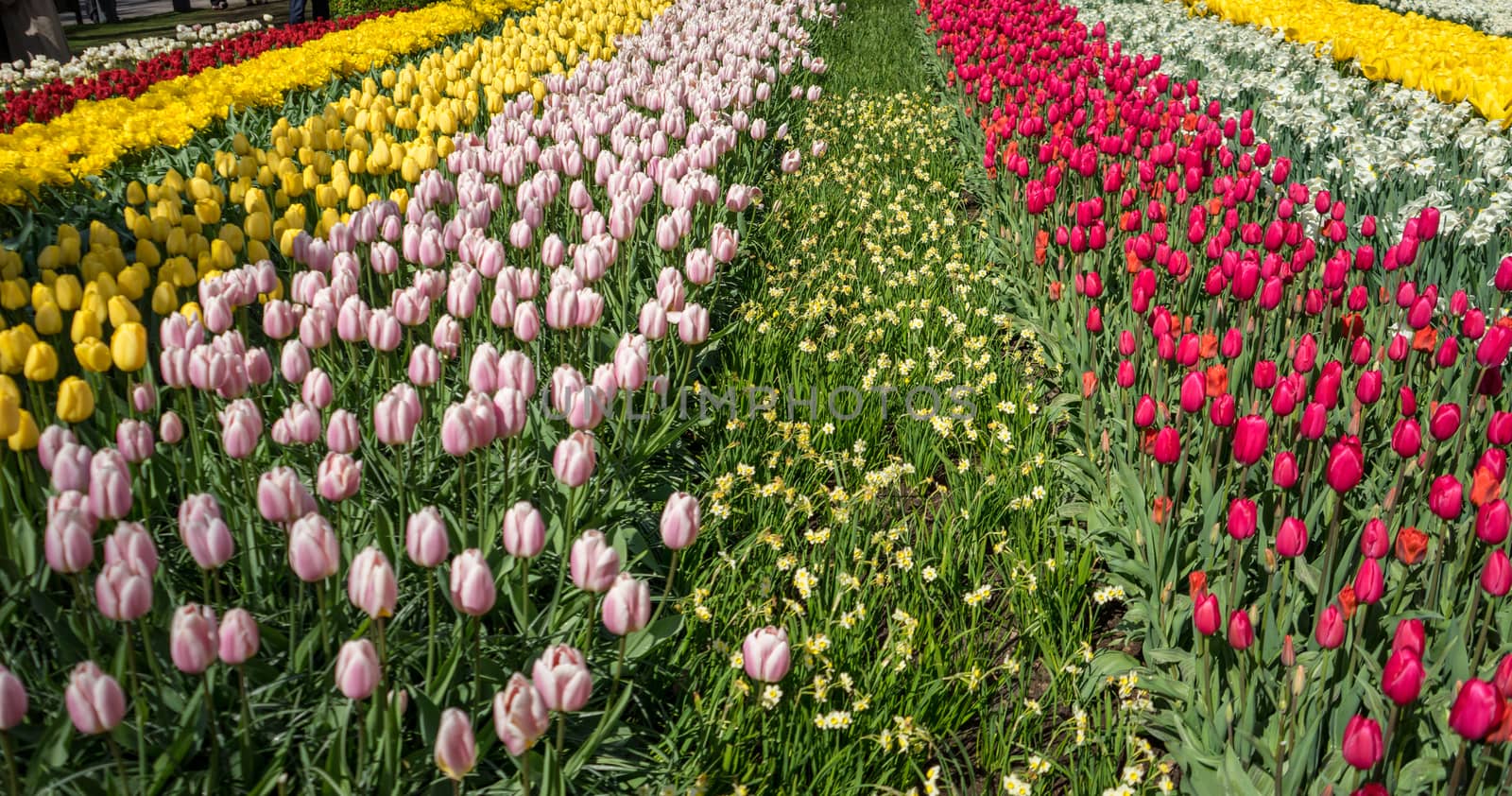 Beautiful colourful tulip flowers with beautiful background on a spring day in Lisse, Tulip gardens, Netherlands, Europe