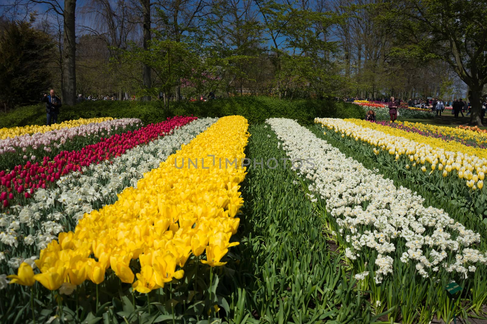 Beautiful colourful tulip flowers with beautiful background on a spring day in Lisse, Tulip gardens, Netherlands, Europe