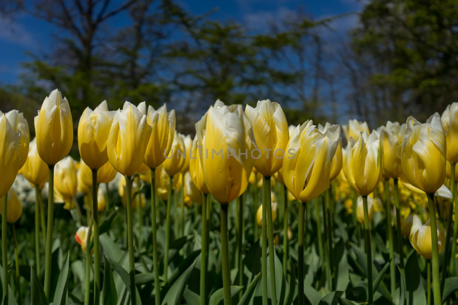 Beautiful colourful tulip flowers with beautiful background on a spring day in Lisse, Tulip gardens, Netherlands, Europe