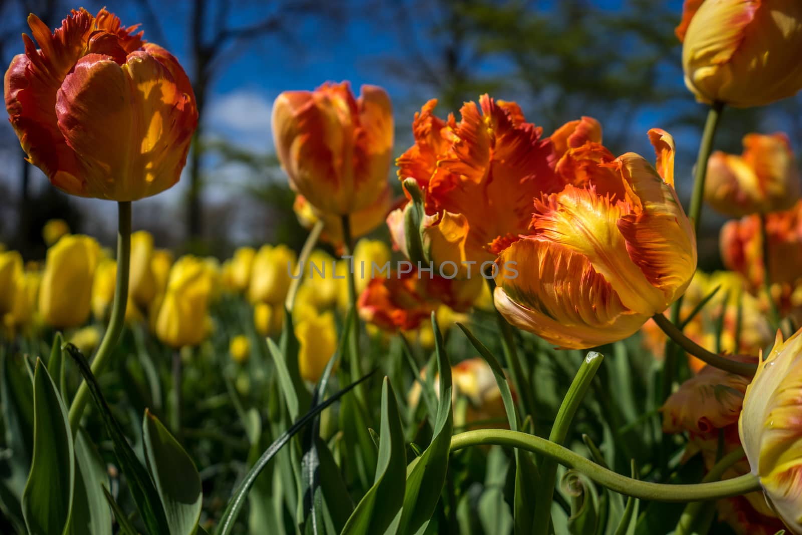 Beautiful colourful tulip flowers with beautiful background on a spring day in Lisse, Tulip gardens, Netherlands, Europe