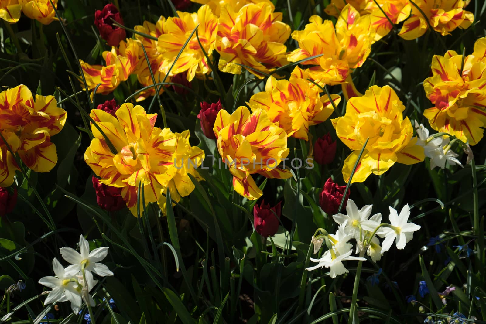 Beautiful colourful tulip flowers with beautiful background on a spring day in Lisse, Tulip gardens, Netherlands, Europe