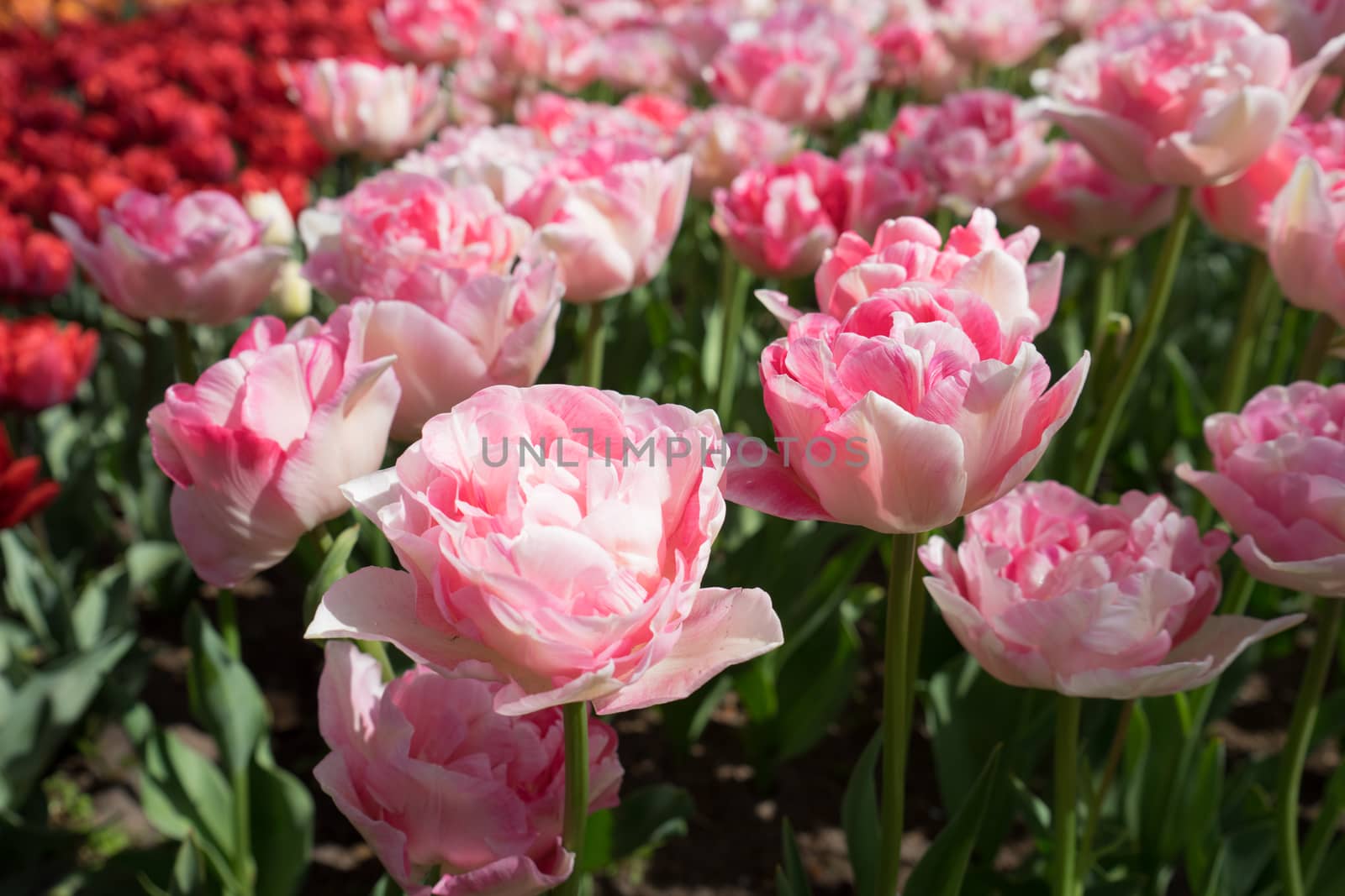 Beautiful colourful tulip flowers with beautiful background on a spring day in Lisse, Tulip gardens, Netherlands, Europe