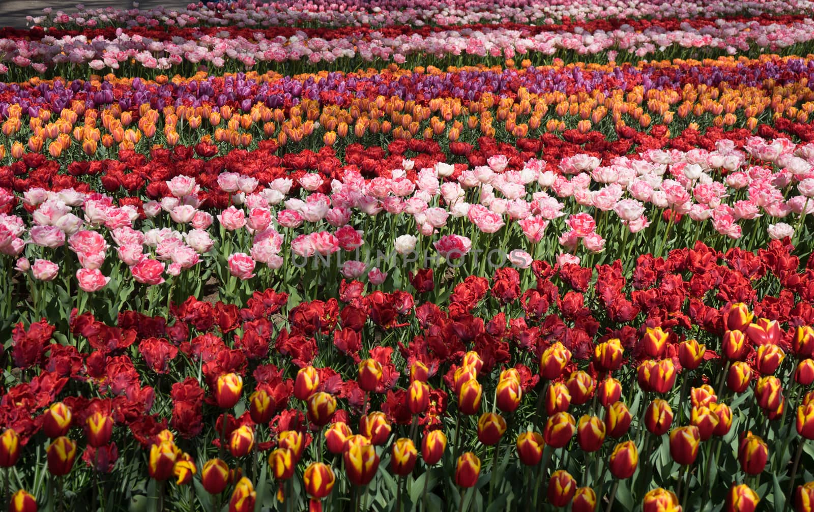 Beautiful colourful tulip flowers with beautiful background on a spring day in Lisse, Tulip gardens, Netherlands, Europe