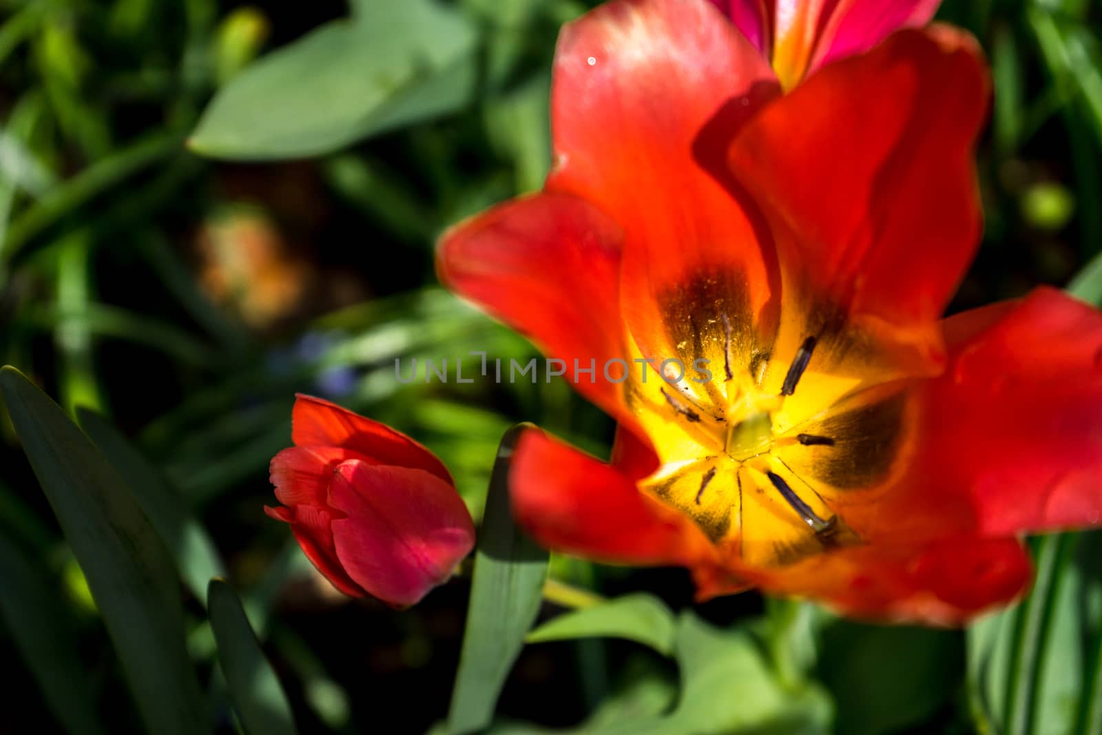 Beautiful colourful tulip flowers with beautiful background on a spring day in Lisse, Tulip gardens, Netherlands, Europe