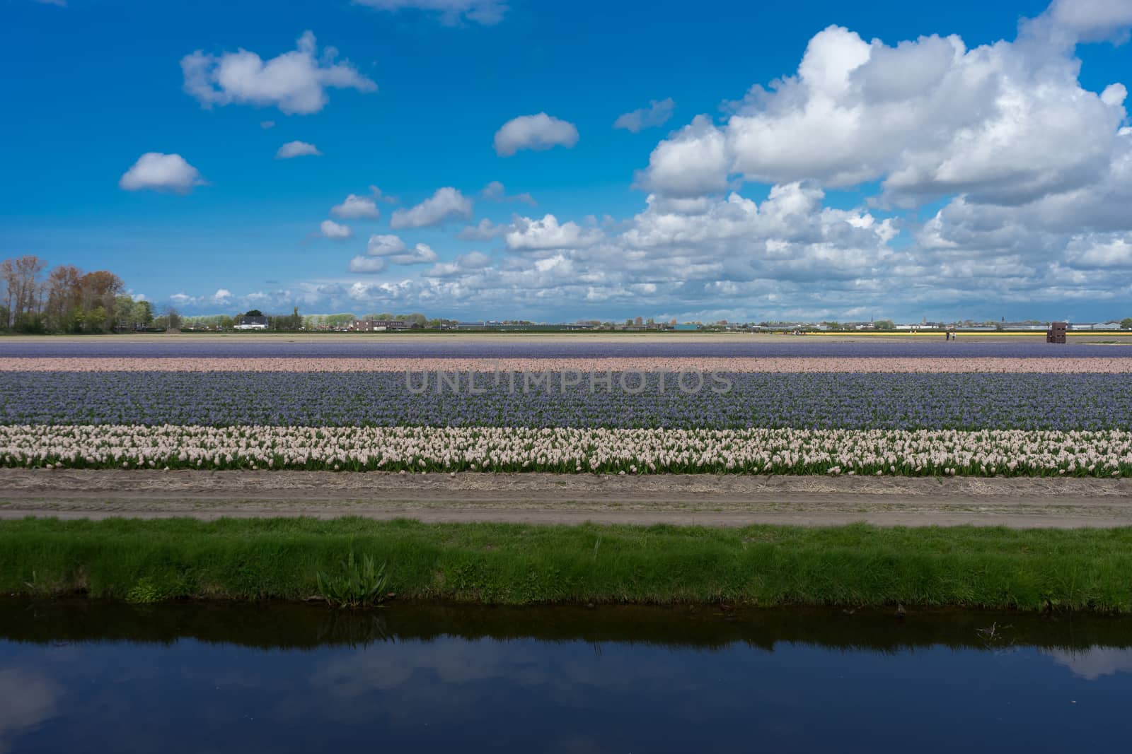 Beautiful colourful tulip field with beautiful background on a spring day