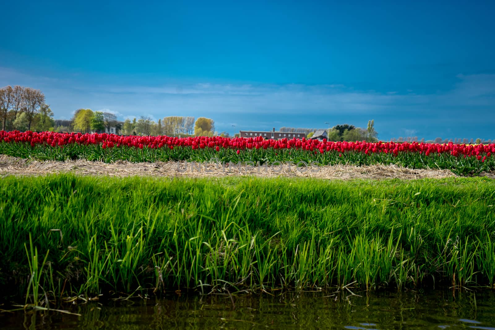 Beautiful colourful tulip field with beautiful background on a spring day