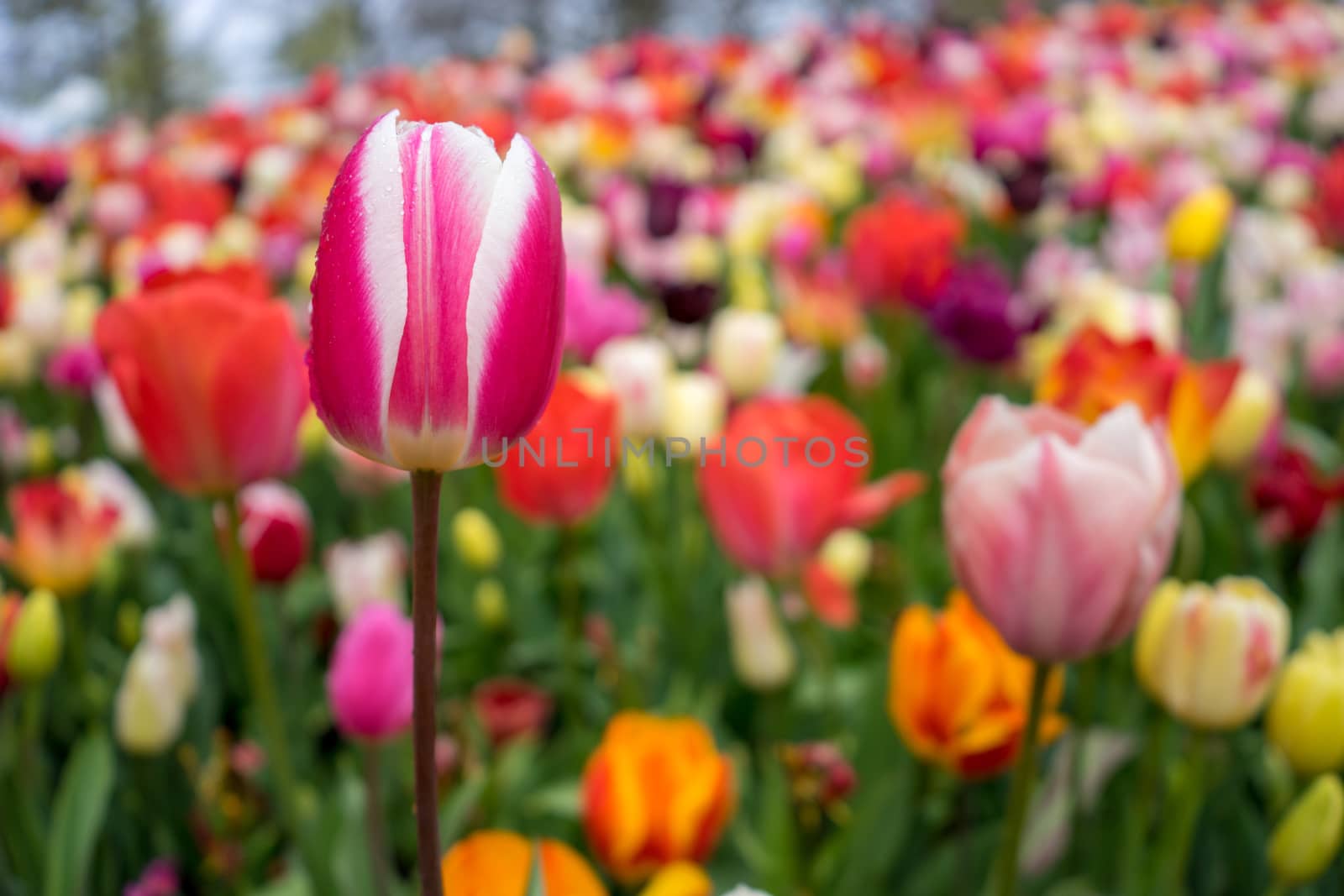 Beautiful colourful tulip field with beautiful background on a spring day