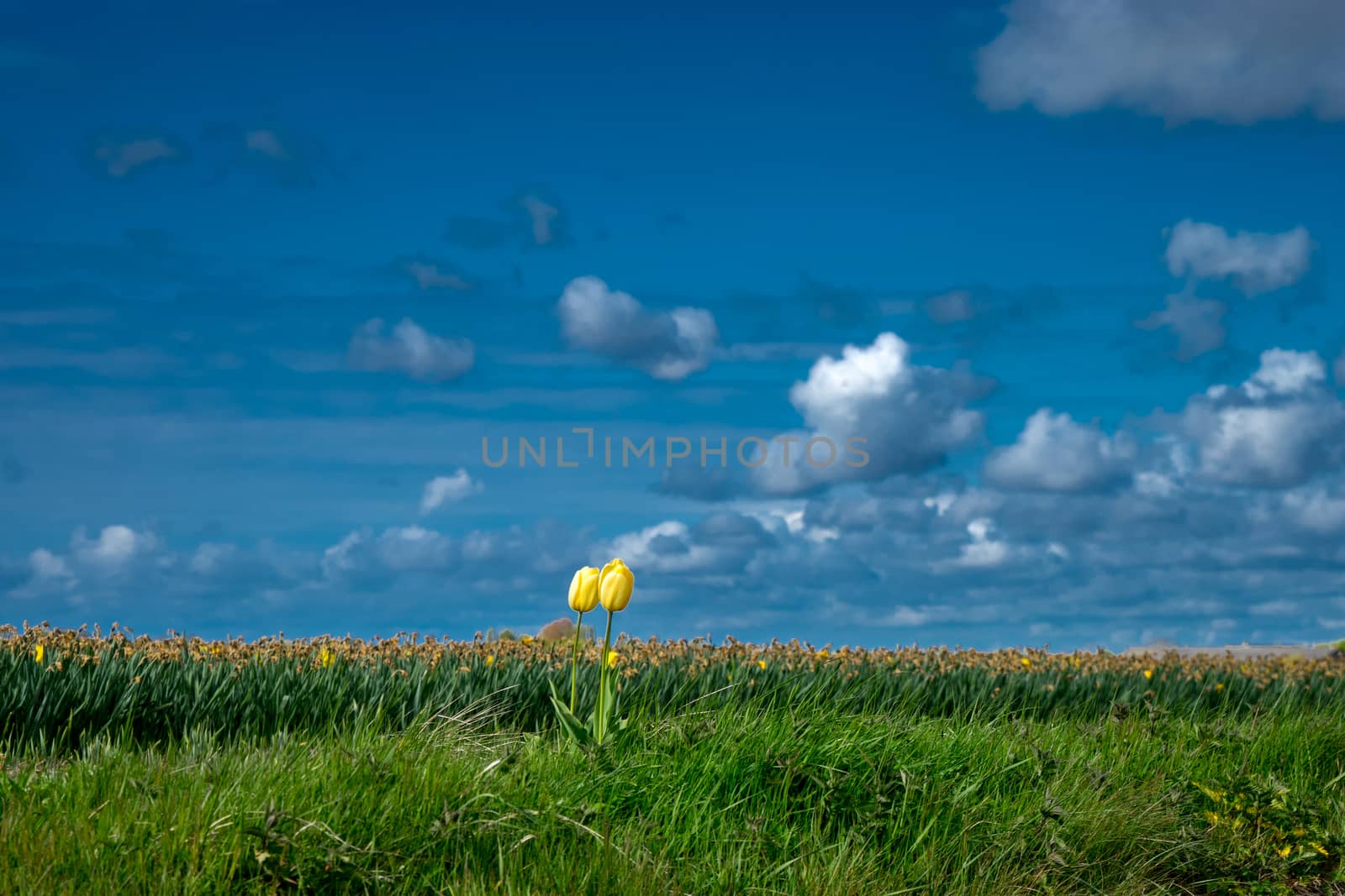 Beautiful colourful tulip field with beautiful background on a spring day