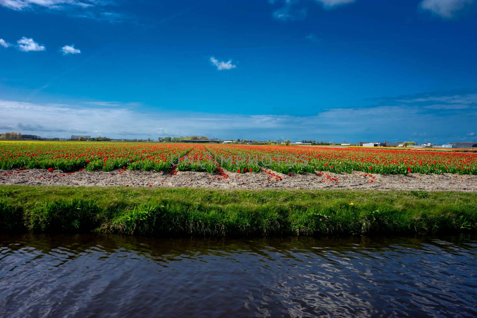 Beautiful colourful tulip field with beautiful background on a spring day