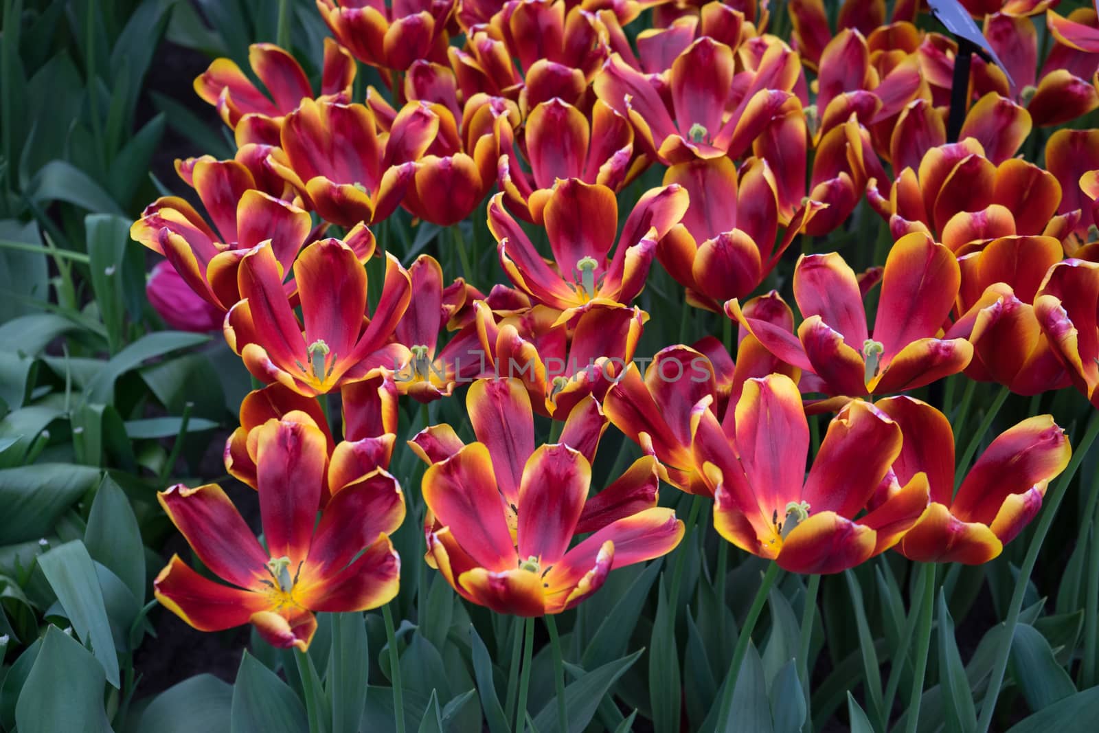 Colourful tulip flower with beautiful background on a summer day by ramana16