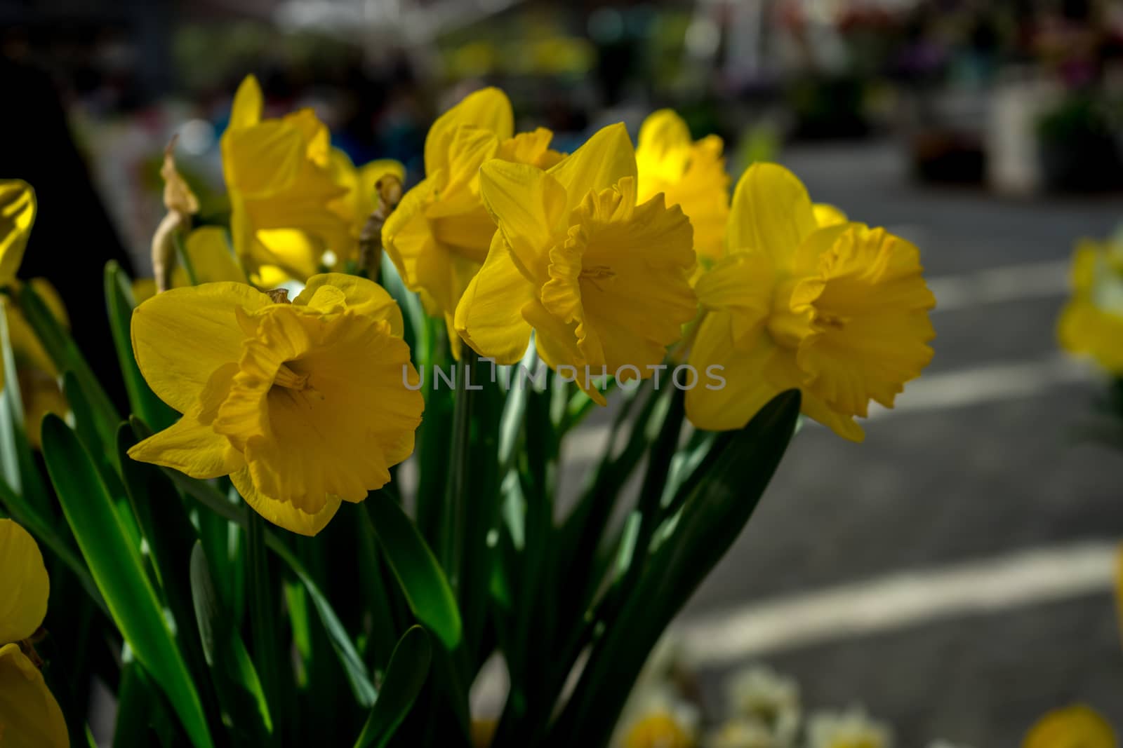 Colourful tulip flower with beautiful background on a summer day by ramana16