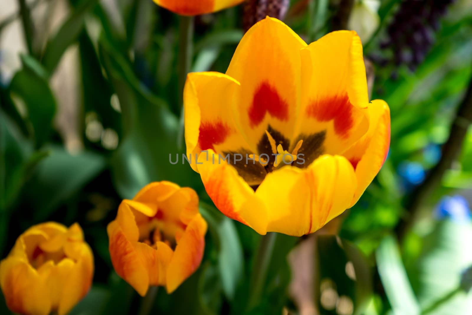 Colourful tulip flower with beautiful background on a summer day by ramana16