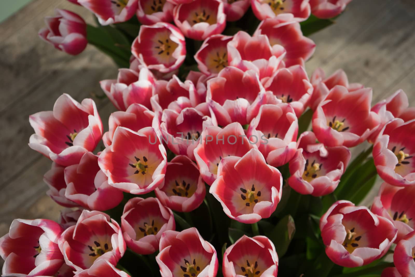 Beautiful colourful tulip field with beautiful background on a spring day