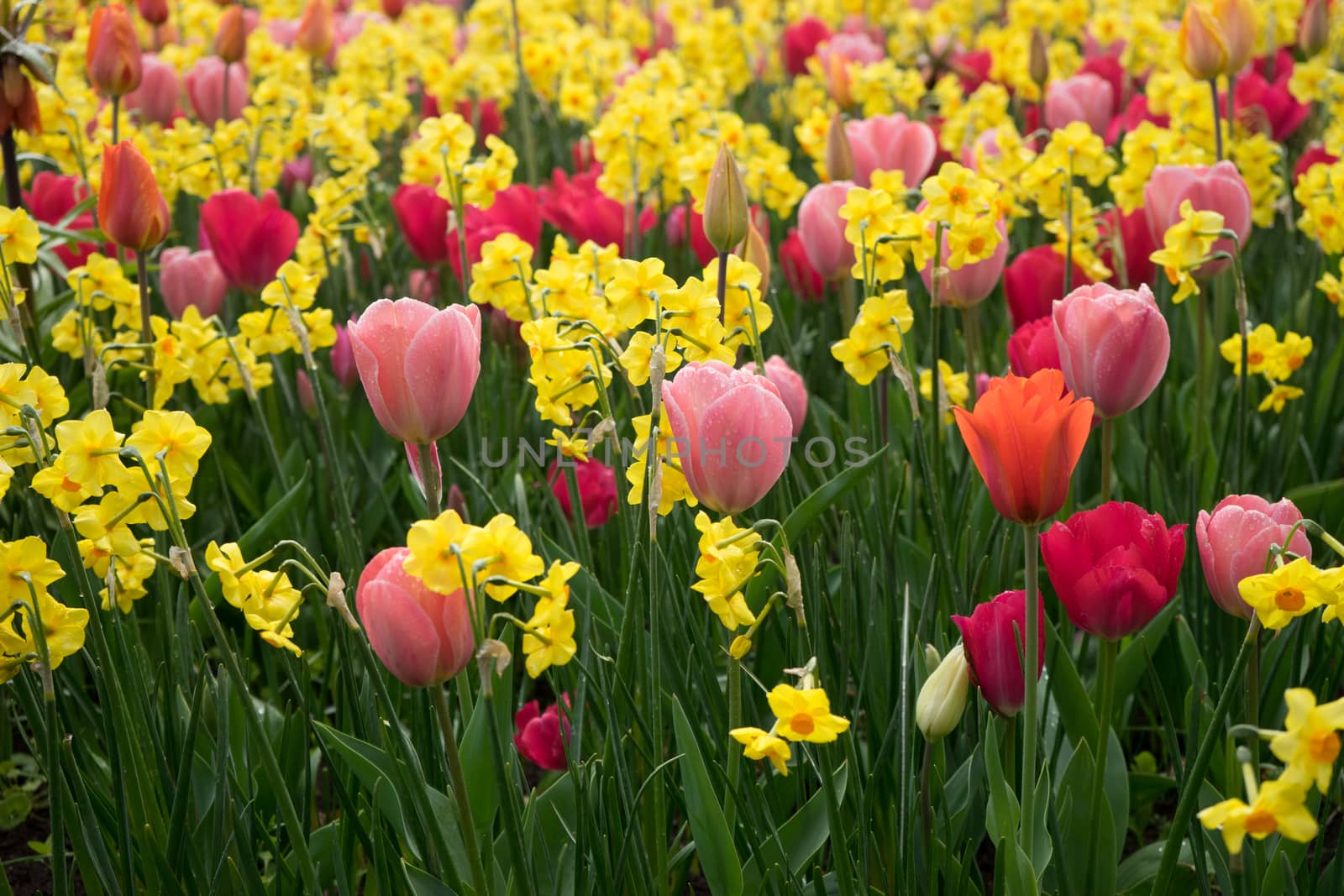 Beautiful colourful tulip field with beautiful background on a spring day