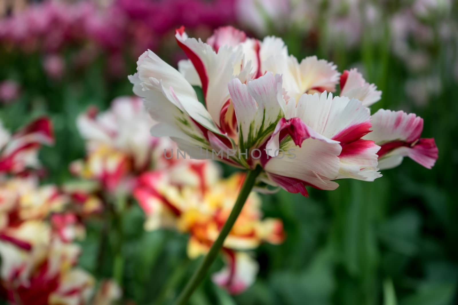 Beautiful colourful tulip field with beautiful background on a spring day