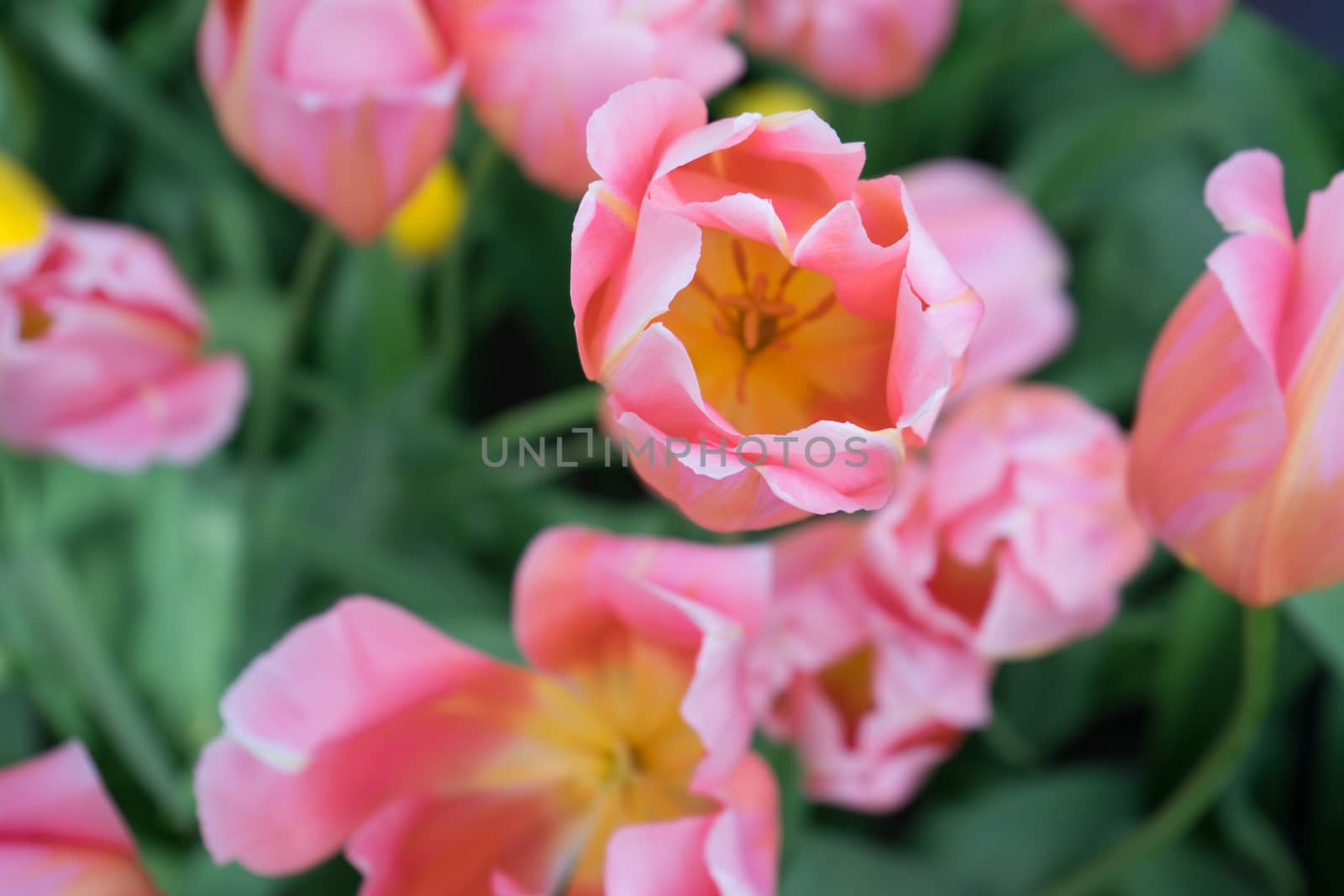 Beautiful colourful tulip field with beautiful background on a spring day