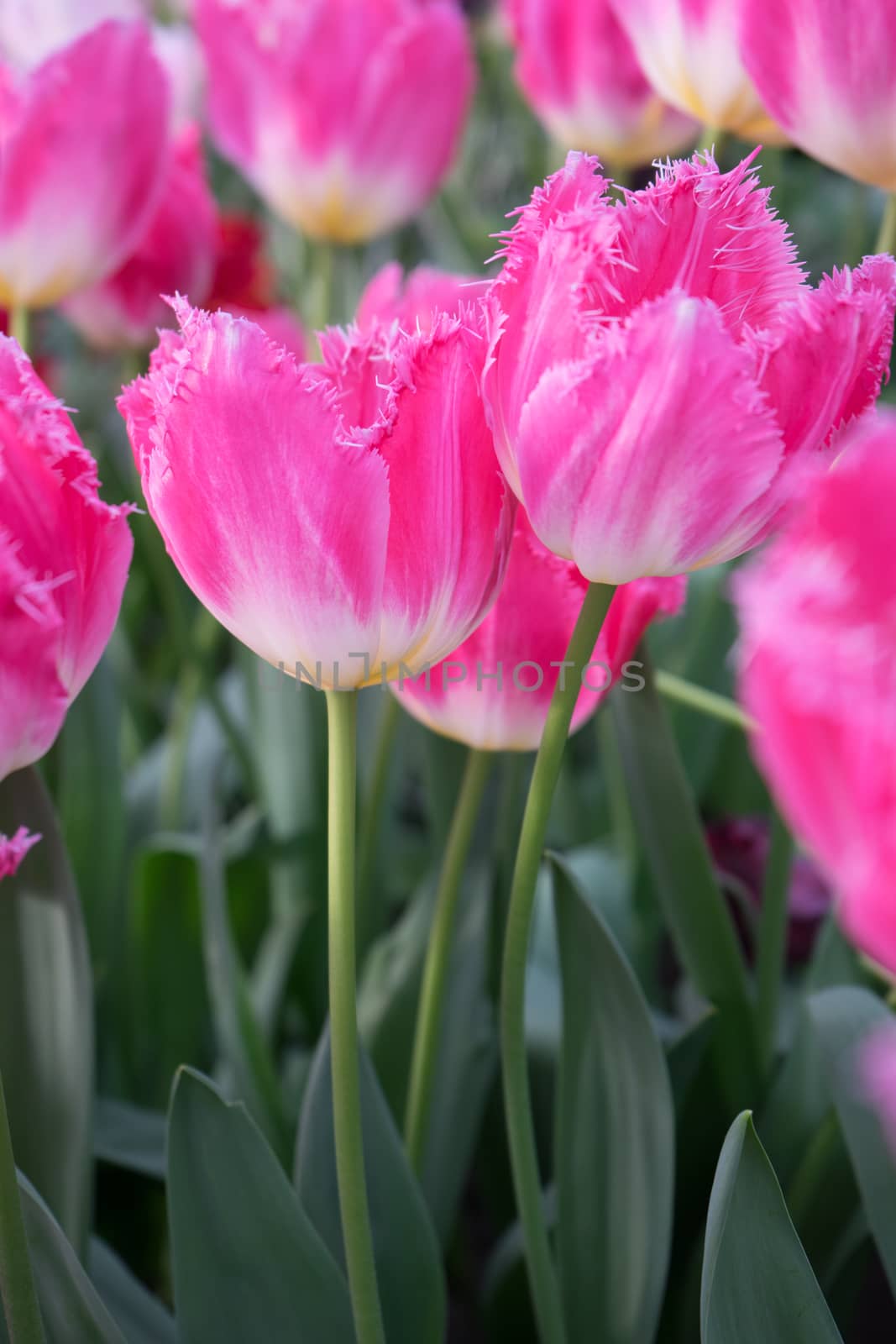 Beautiful colourful tulip field with beautiful background on a spring day