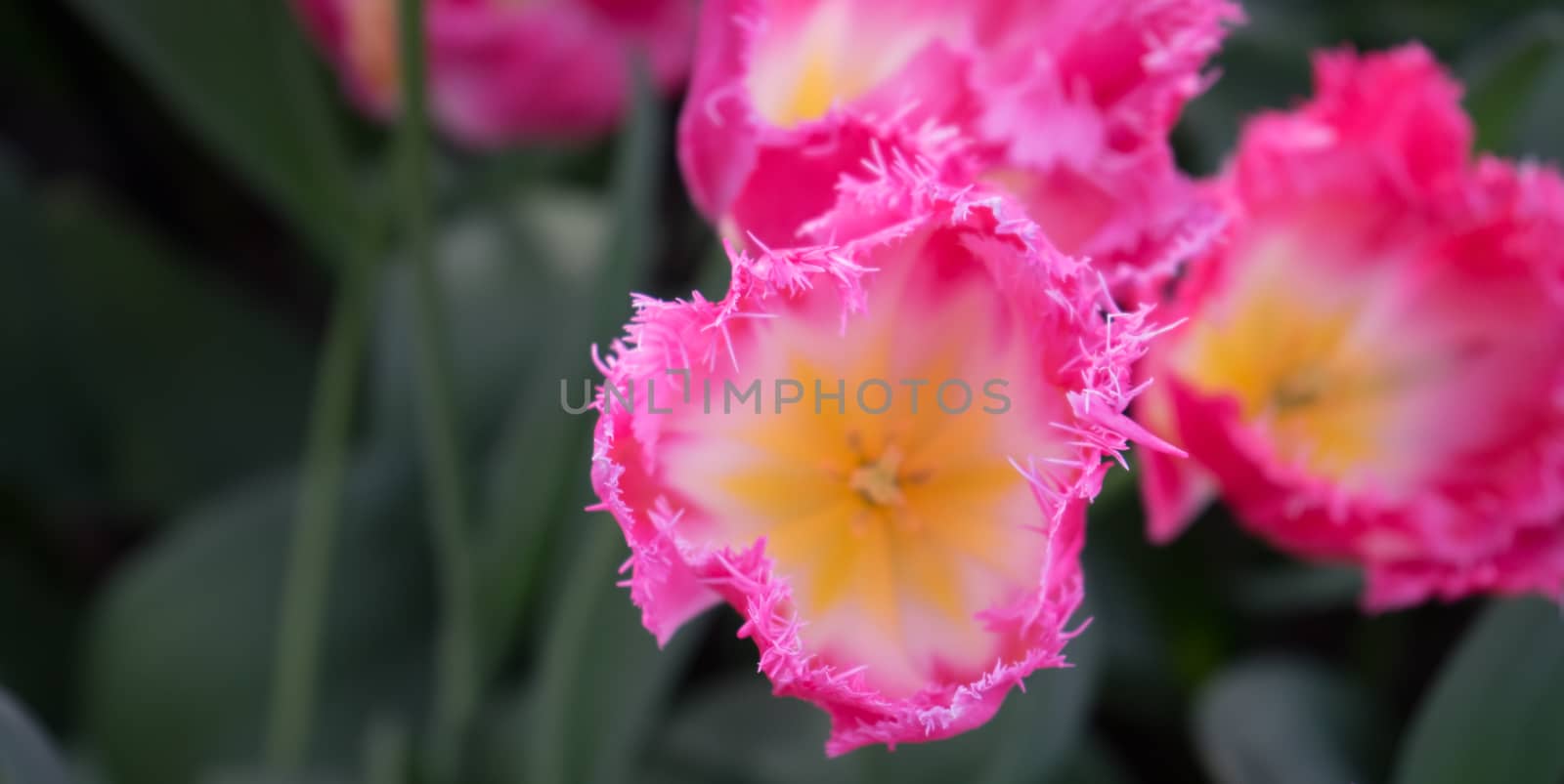 Beautiful colourful tulip field with beautiful background on a spring day