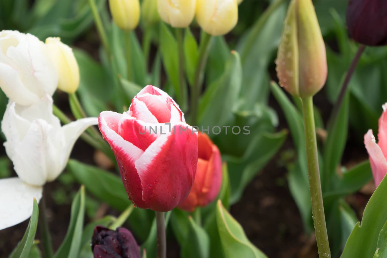 Colourful tulip flower with beautiful background on a summer day by ramana16