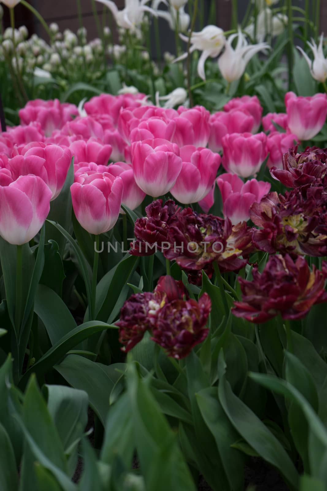 Beautiful colourful tulip field with beautiful background on a spring day