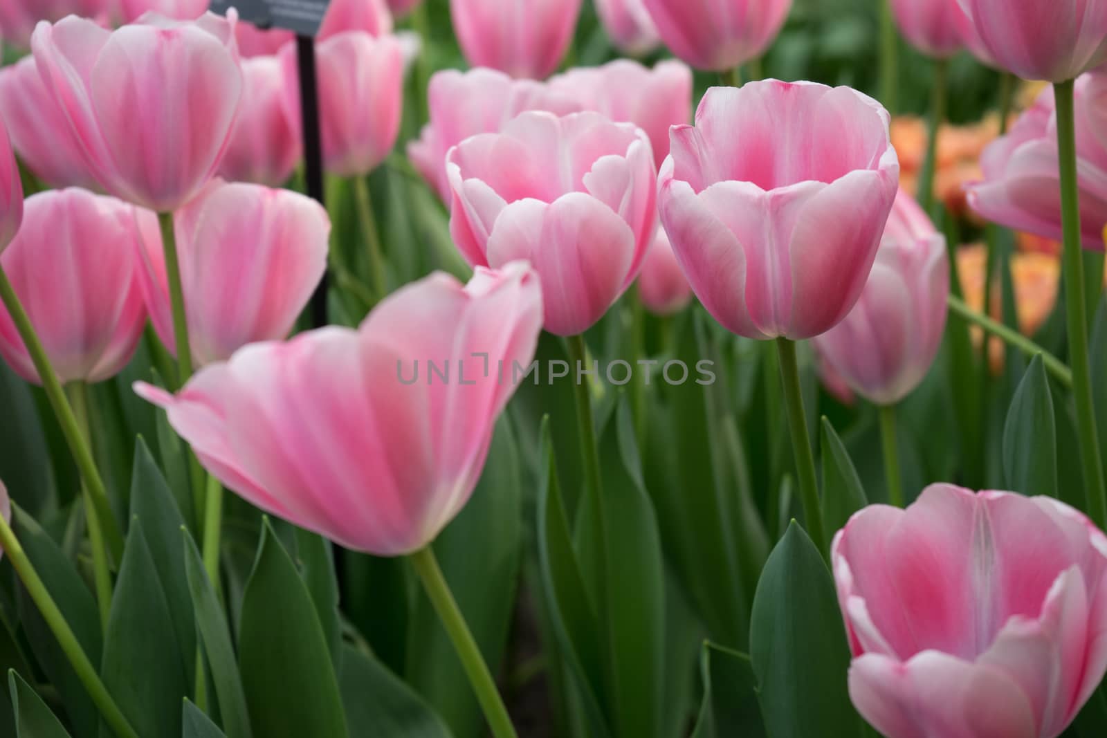 Beautiful colourful tulip field with beautiful background on a spring day