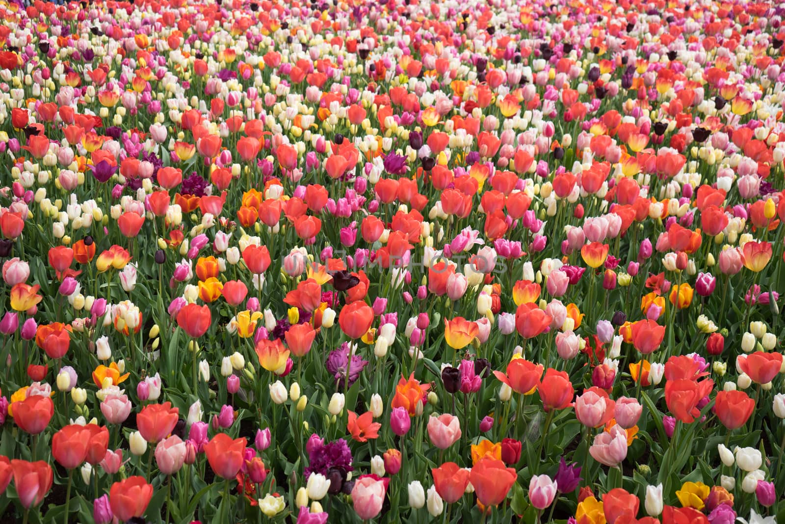 Beautiful colourful tulip flowers with beautiful background on a spring day