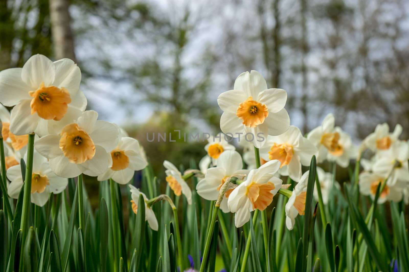 Colourful tulip flowers with beautiful background on a bright sunny day by ramana16