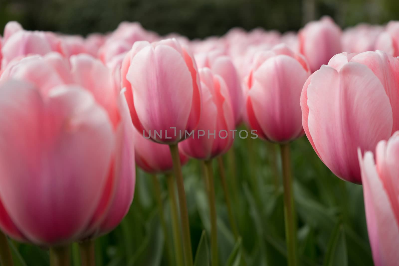 Colourful tulip flowers with beautiful background on a bright sunny day by ramana16
