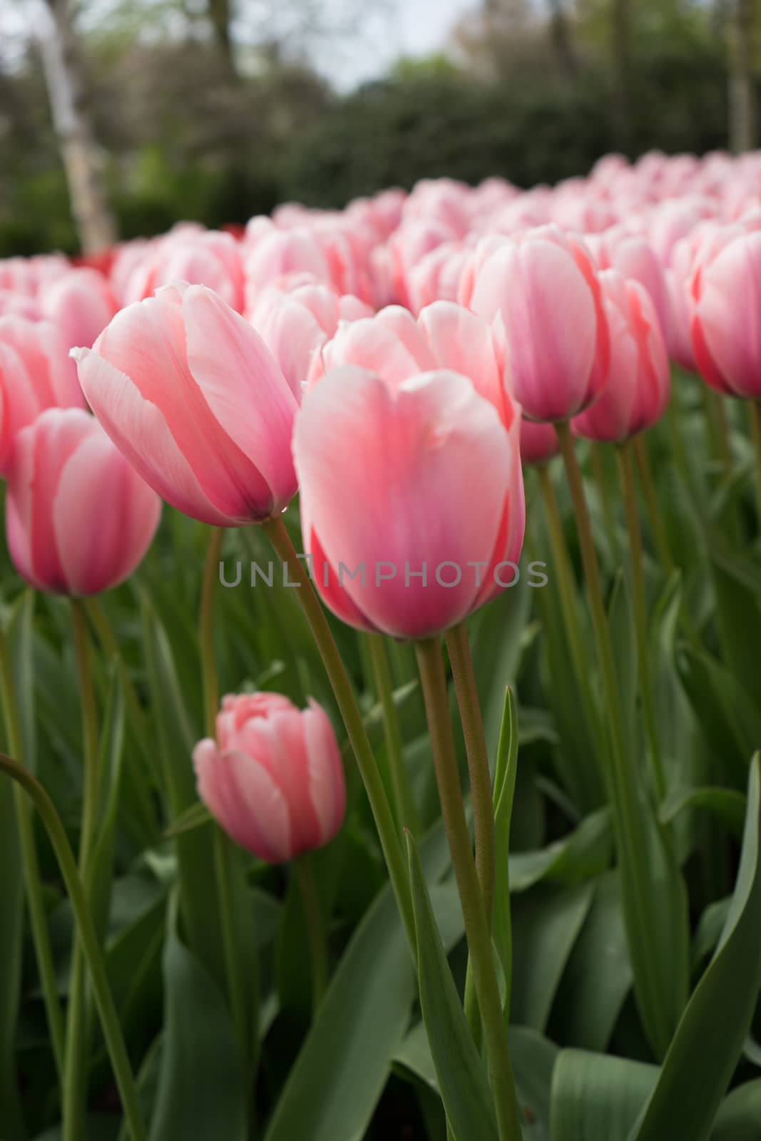 Beautiful colourful tulip flowers with beautiful background on a spring day