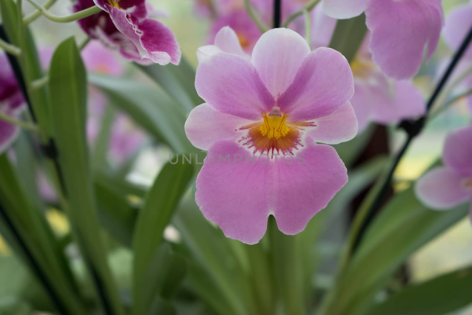 Beautiful colourful tulip flowers with beautiful background on a spring day