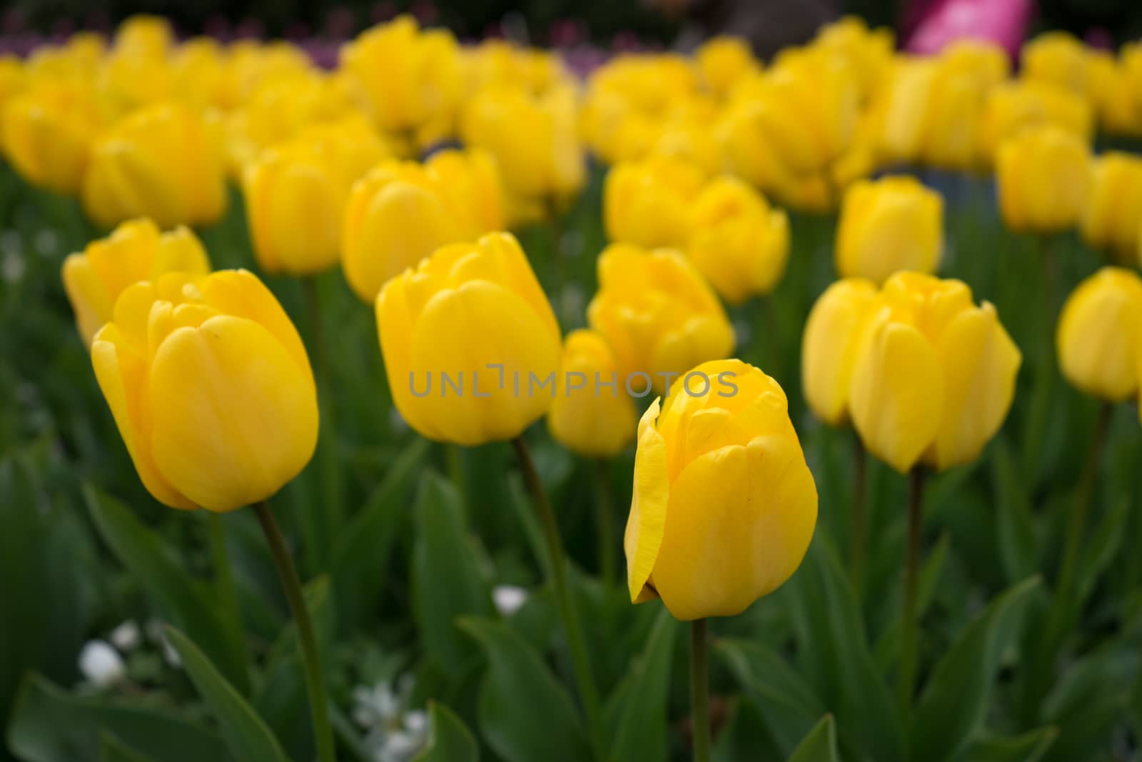 Beautiful colourful tulip flowers with beautiful background on a spring day