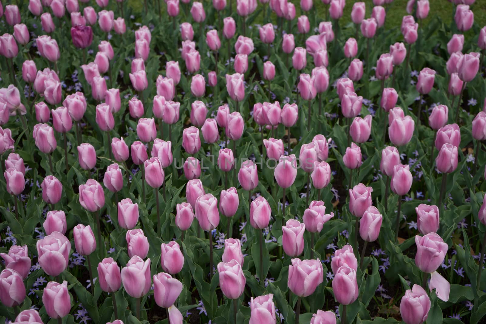 Beautiful colourful tulip flowers with beautiful background on a spring day